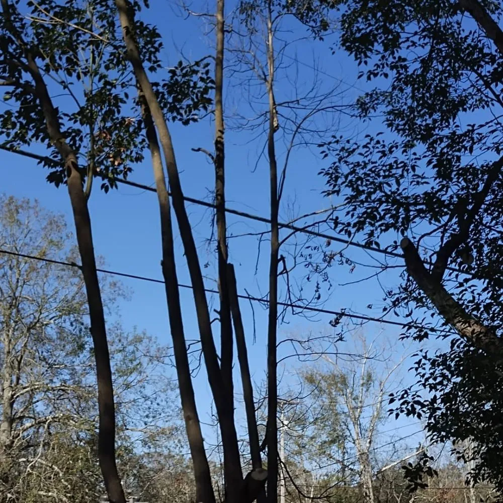 Local landscaping services for residential properties in Metairie, LA by Honey Bear Tree Service And Lawn Care