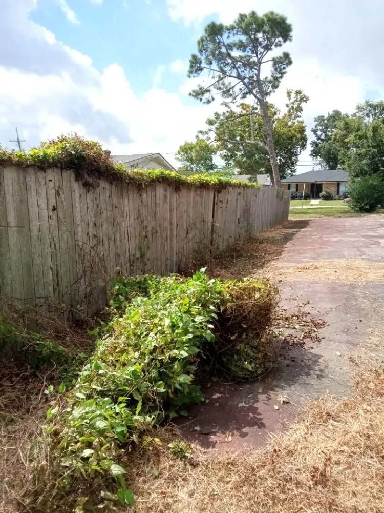 Reliable yard cleanup service in Metairie, LA - Honey Bear Tree Service And Lawn Care