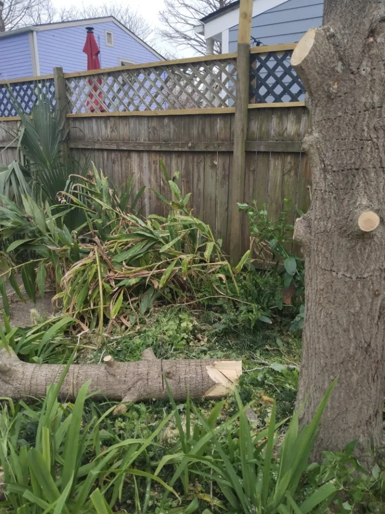 Affordable lawn mowing service in Metairie, LA - Honey Bear Tree Service And Lawn Care