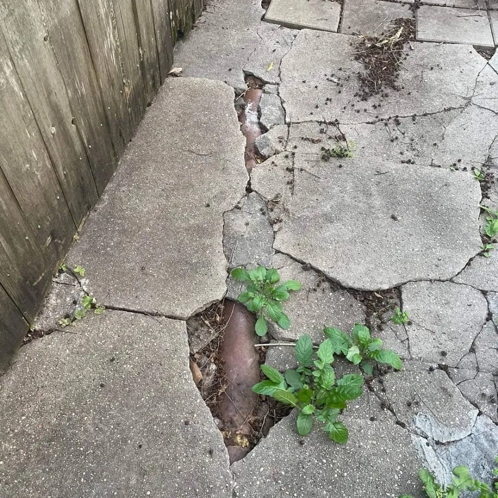 Affordable lawn mowing service experts serving Metairie, LA - Honey Bear Tree Service And Lawn Care