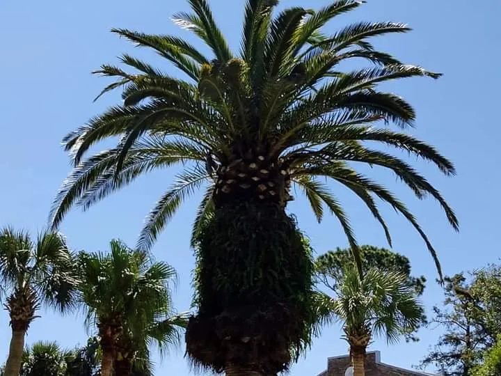 Reliable garden landscaping in Metairie, LA - Honey Bear Tree Service And Lawn Care