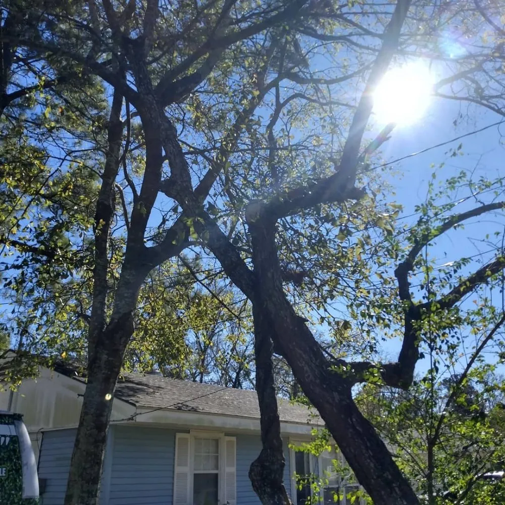 Top-rated lawn mowing service experts serving Metairie, LA - Honey Bear Tree Service And Lawn Care