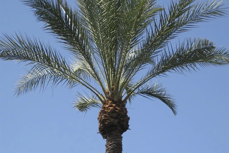 Local landscaping services in Vero Beach, FL - Honey Bee Lawn Service