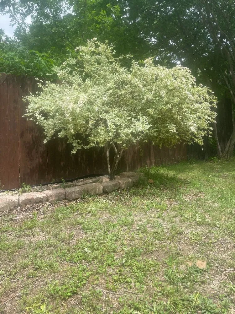 Trusted landscape installation in Decatur, TX - Honey Dew