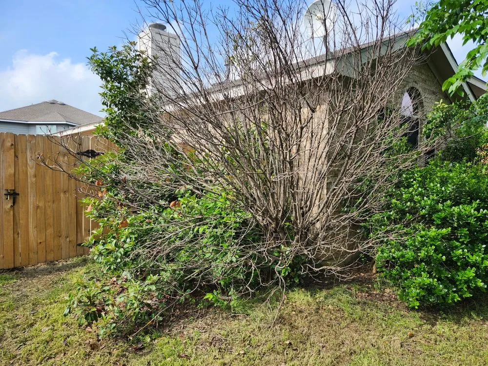 Affordable garden landscaping in Decatur, TX - Honey Dew