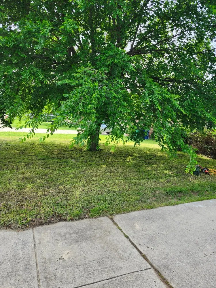 Affordable landscape design in Decatur, TX - Honey Dew