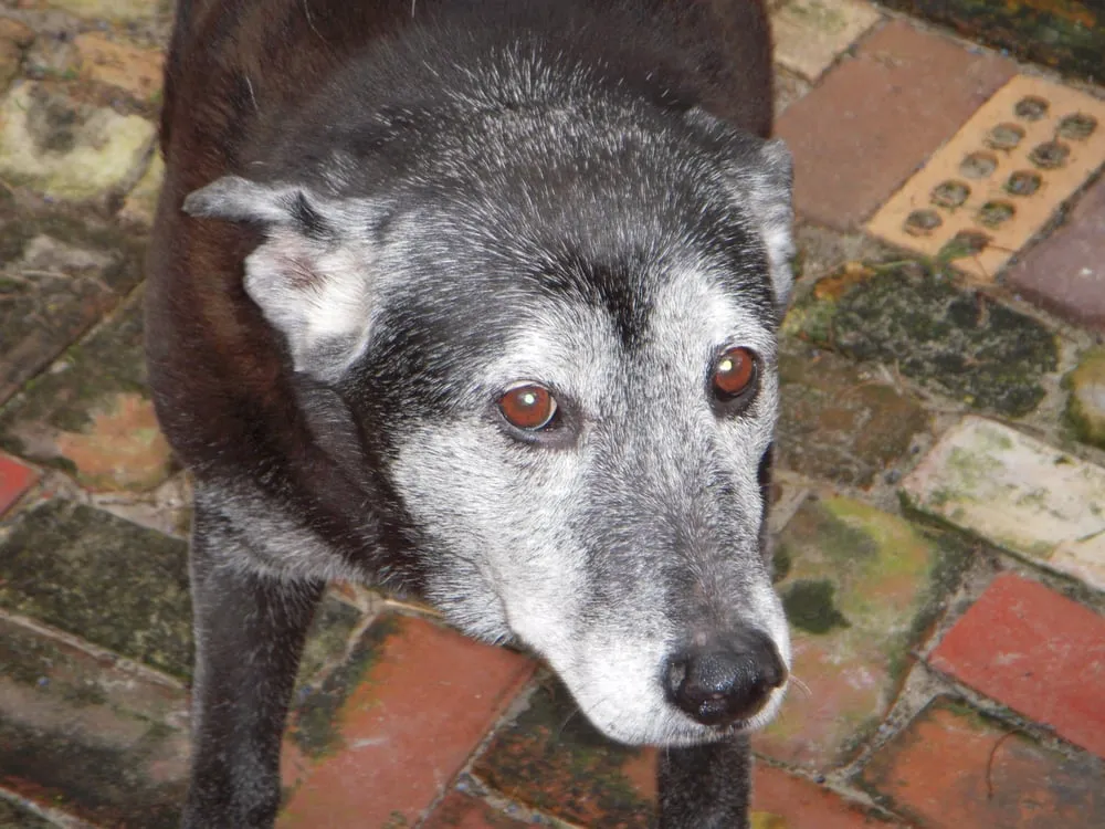 Expert yard cleanup service in Palm Harbor, FL by Honey Do Lawn Care - John Thurmond