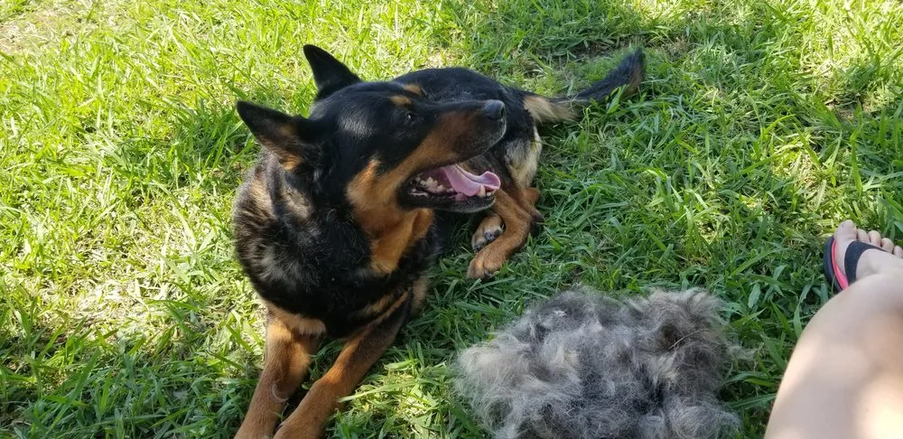 Top-rated landscape design for beautiful yards in Harker Heights, TX by Honey Do List Helper