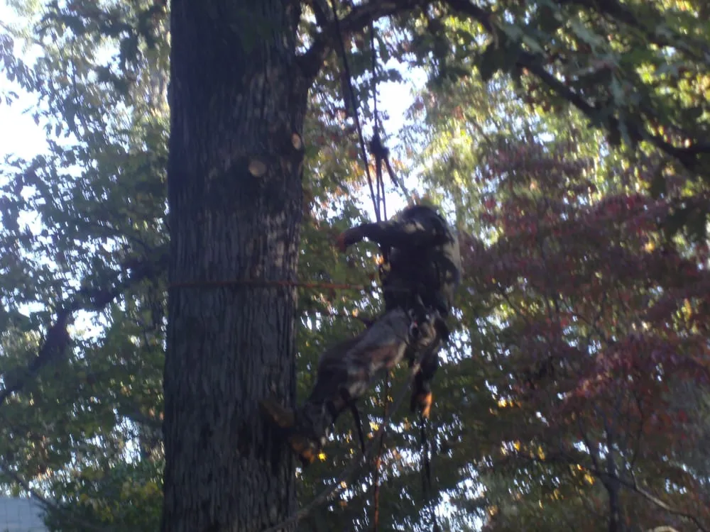 Local landscaping services for residential properties across Griffin, GA - Honey Do Tree Service