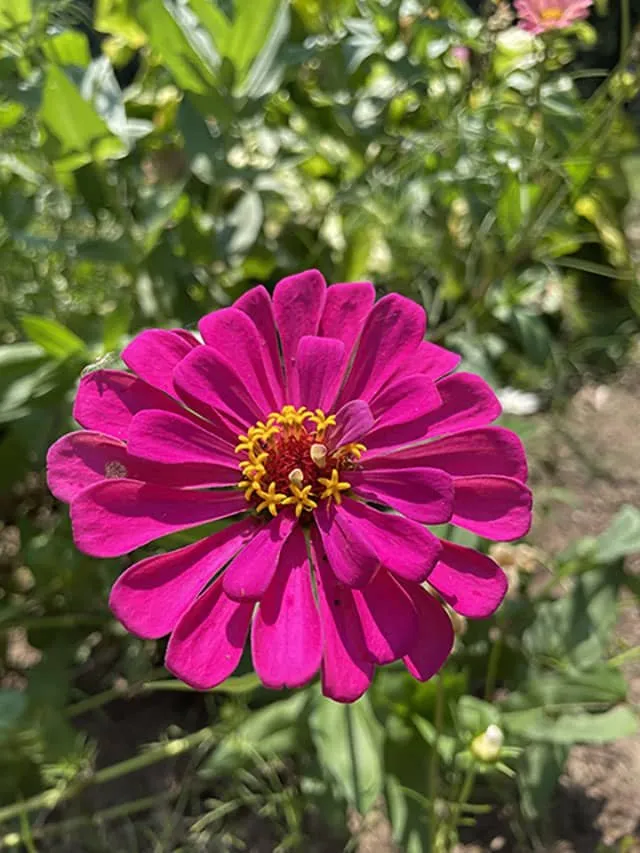 Trusted yard cleanup service near you in Wingate, NC by Honeycutt Landscaping