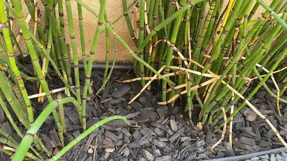 Professional landscape installation for year-round maintenance across Irvine, CA - HongHai Realty Services