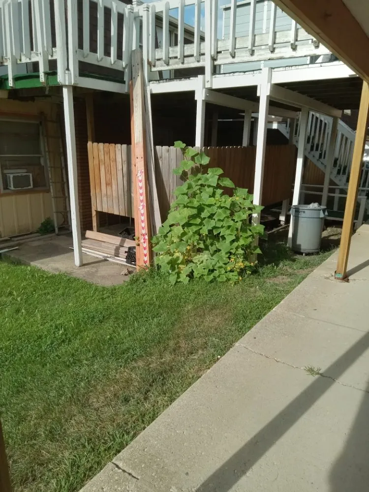 Reliable yard maintenance for homes across Morris, IL - Honiotes Bros