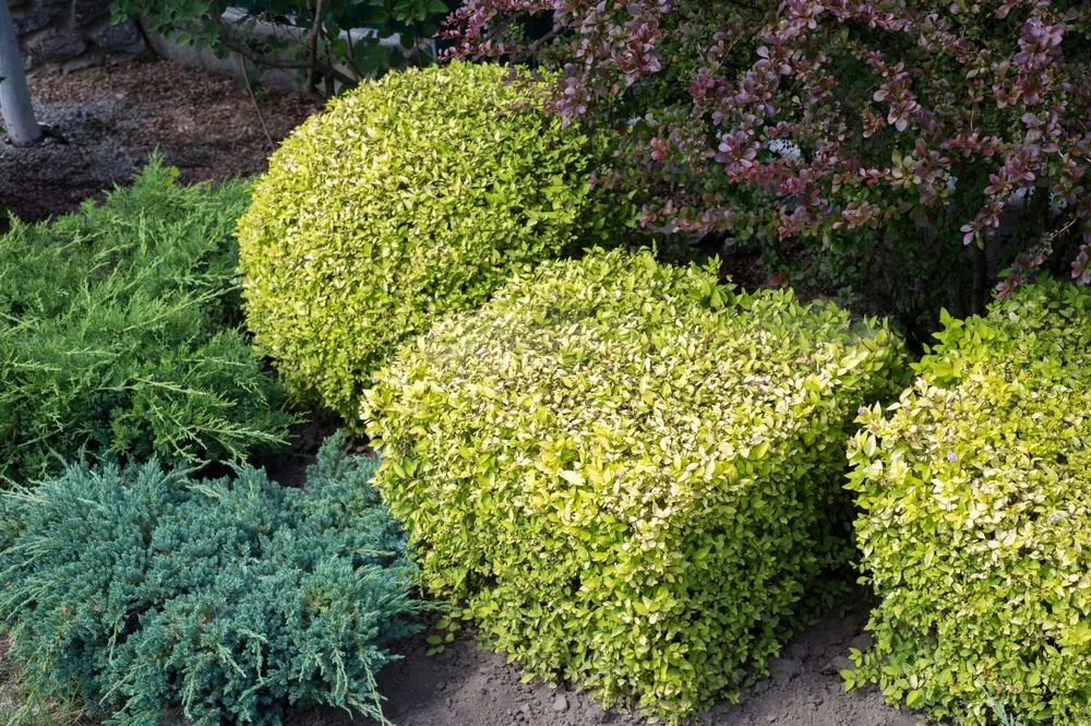 Custom yard maintenance for outdoor upgrades across Honolulu, HI - Honolulu Yard and Lawn