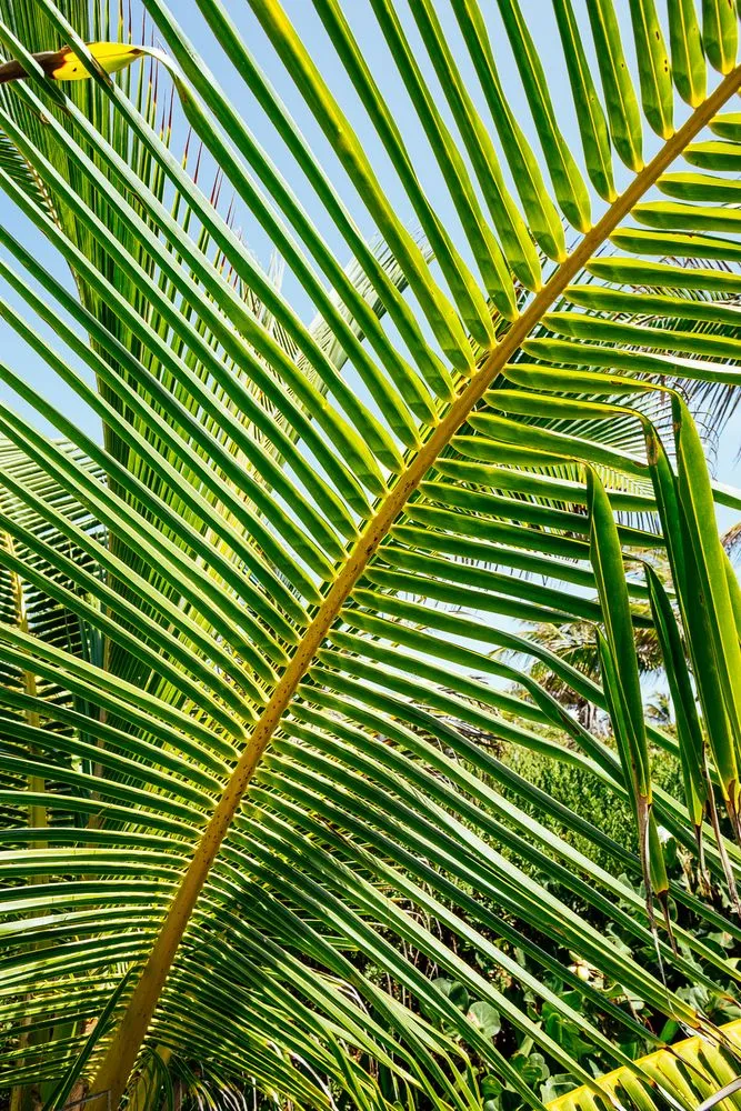 Local outdoor landscaping in Honolulu, HI by Honolulu Yard and Lawn