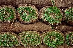 Local residential landscaping in Honolulu, HI by Honolulu Yard and Lawn