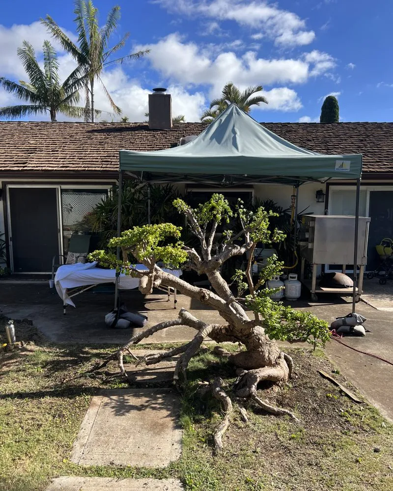 Local yard cleanup service experts serving Makawao, HI - Honuaworks