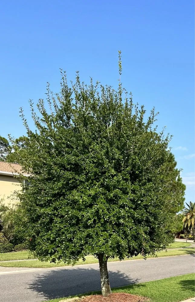 Trusted lawn mowing service experts serving Palm Bay, FL - Hooah Land Services