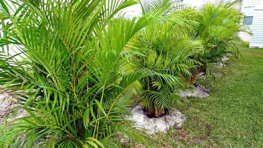 Top-rated landscape design for homes in Palm Bay, FL by Hooah Land Services