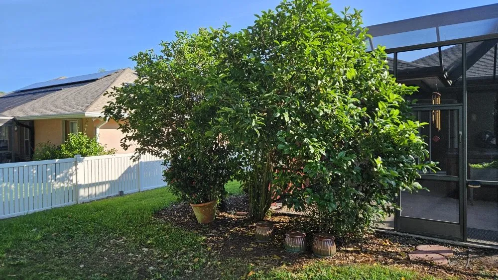 Affordable landscaping services in Palm Bay, FL - Hooah Land Services