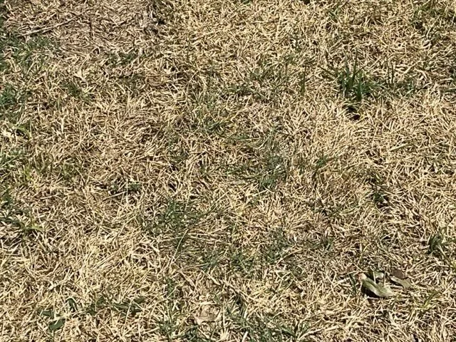 Affordable garden landscaping in Plano, TX by HoopLawn | Landscape, Lighting & Irrigation