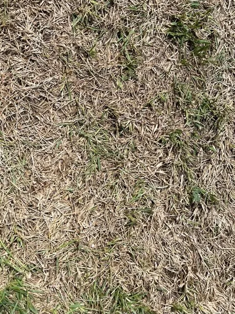 Professional outdoor landscaping in Plano, TX by HoopLawn | Landscape, Lighting & Irrigation