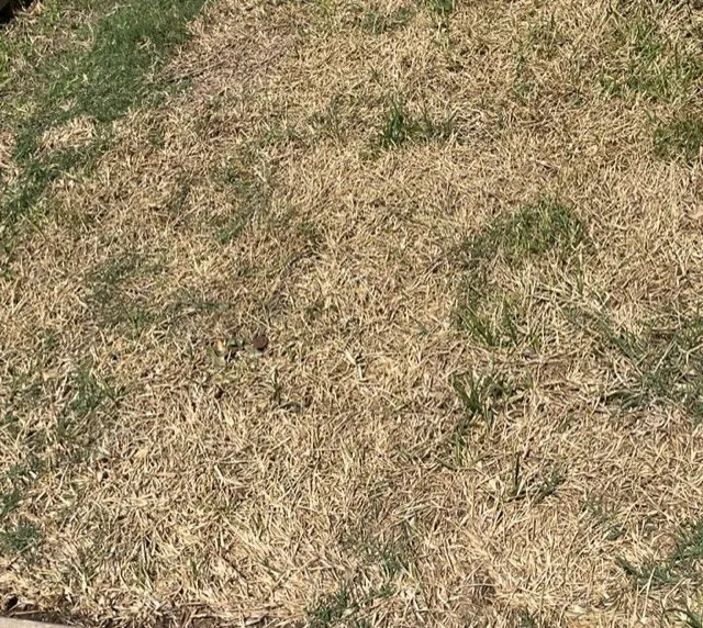 Reliable landscape design for homes across Plano, TX - HoopLawn | Landscape, Lighting & Irrigation