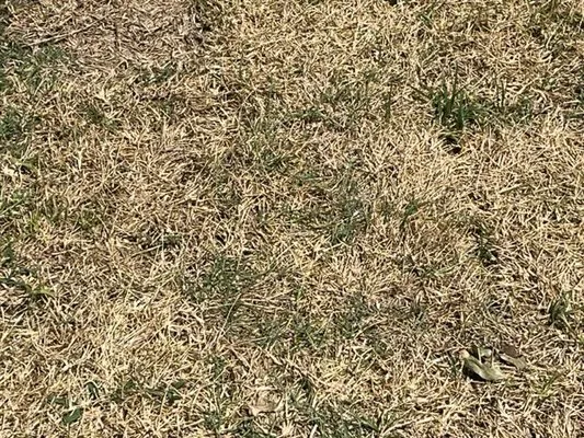 HoopLawn | Landscape, Lighting & Irrigation Logo