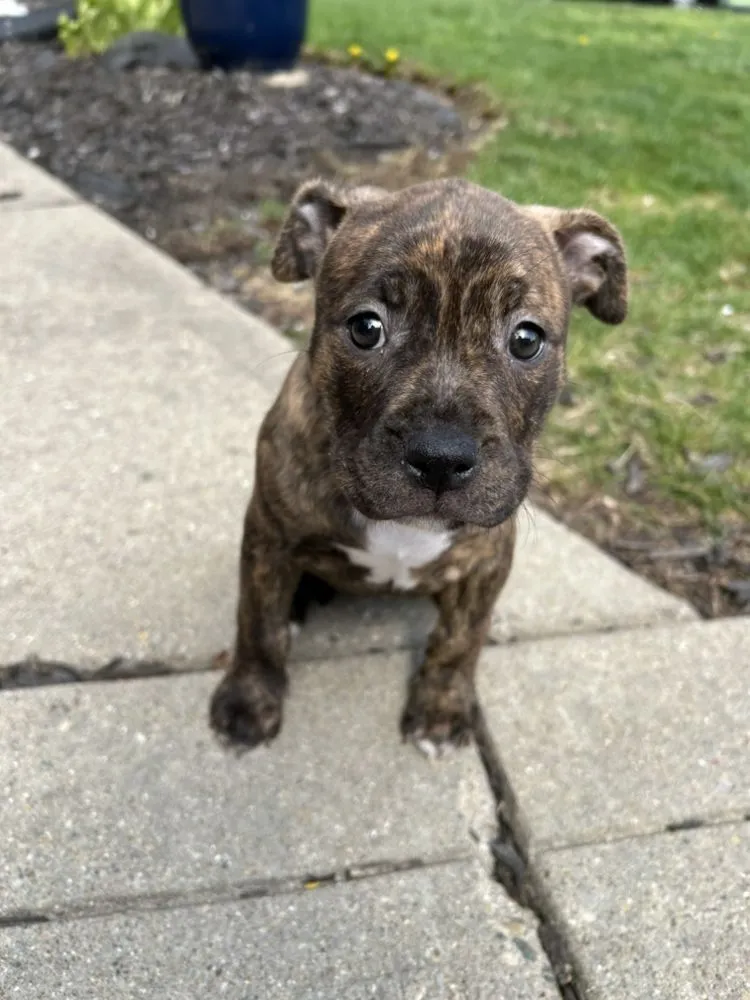 Local outdoor landscaping for homes in Zionsville, IN by Hooseye Yards