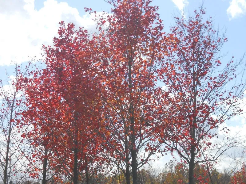 Affordable yard maintenance in Sheridan, IN by Hoosier Home & Garden