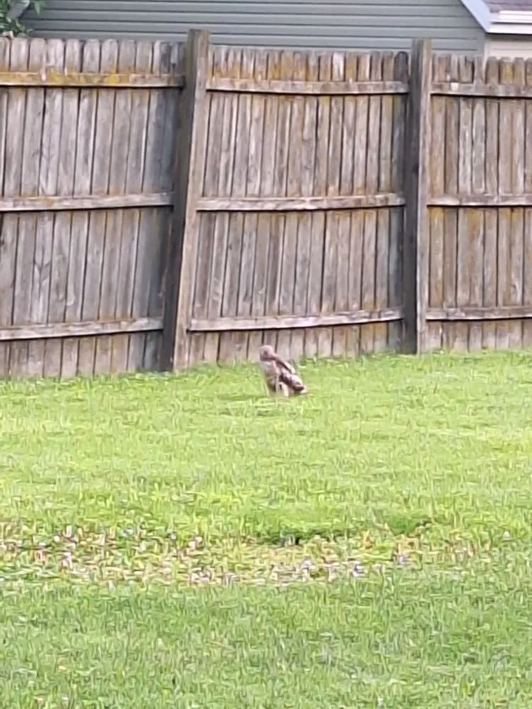 Expert residential landscaping in Muncie, IN by Hoosier Land Care