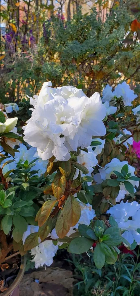 Expert lawn mowing service experts serving Emory, TX - Hootens Lawn & Tree Service