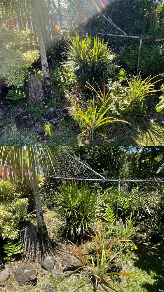 Custom lawn care service in Hilo, HI - Hooulu Landscape & Yard Maintenance