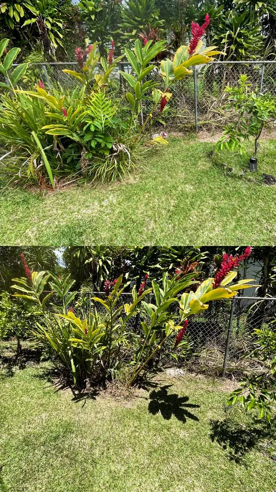Reliable landscaping services for beautiful yards in Hilo, HI by Hooulu Landscape & Yard Maintenance