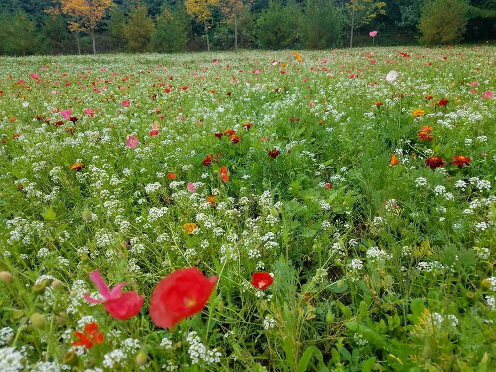 Expert lawn mowing service with custom design in Harbor Springs, MI by Hoover Landscaping