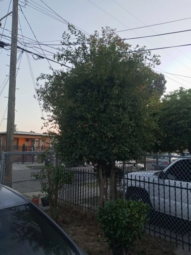 Affordable outdoor landscaping experts serving Antioch, CA - Hoovers Mobile Lawn Care