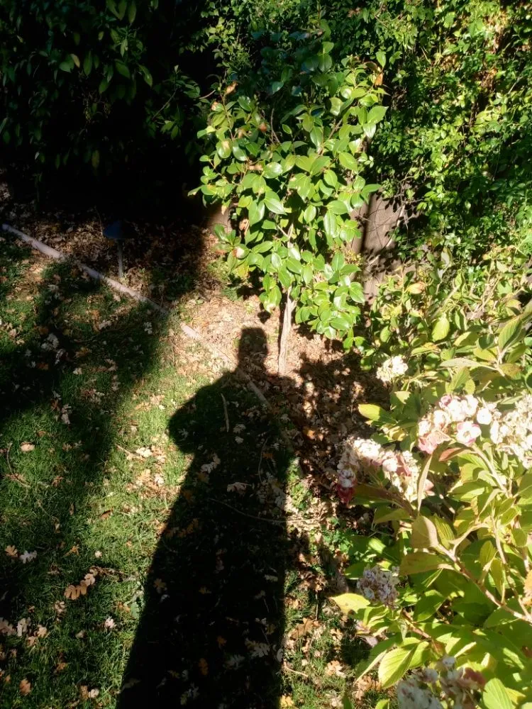 Professional residential landscaping in Antioch, CA by Hoovers Mobile Lawn Care