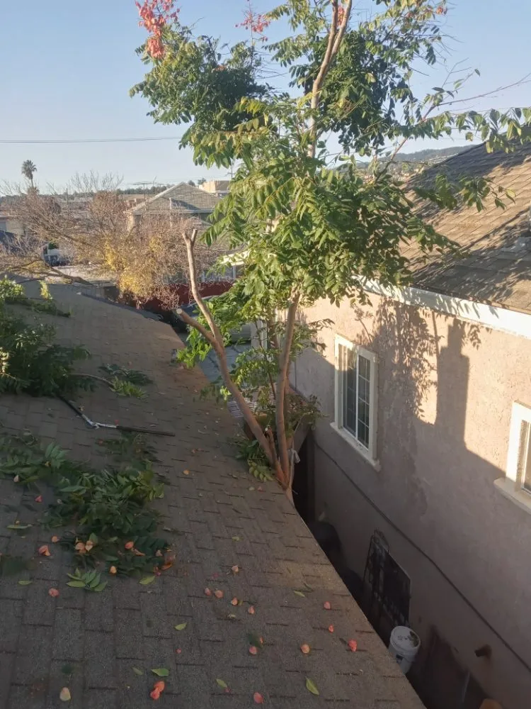 Professional residential landscaping for beautiful yards in Antioch, CA by Hoovers Mobile Lawn Care