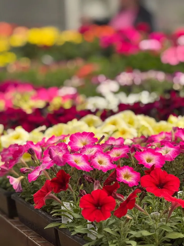 Professional yard maintenance experts serving Pine Island, MN - Hope Farms