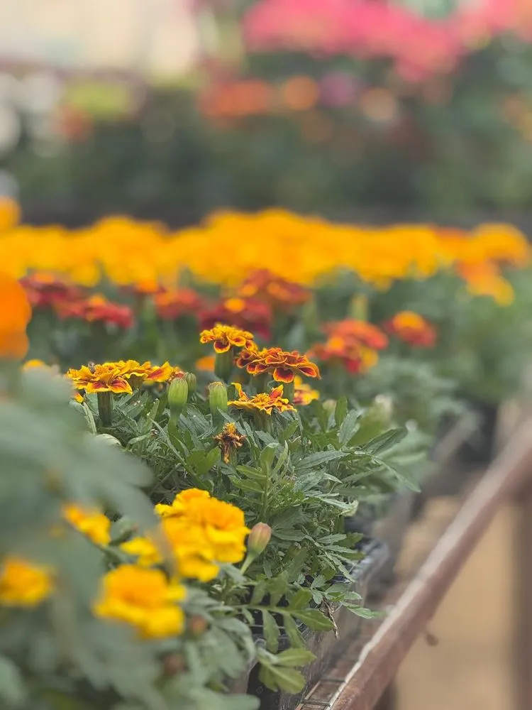 Trusted outdoor landscaping for homes in Pine Island, MN by Hope Farms