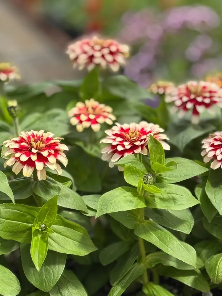 Top-rated garden landscaping for year-round maintenance across Pine Island, MN - Hope Farms