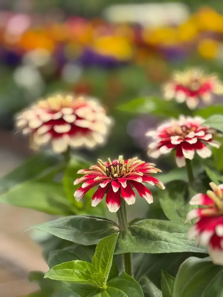 Local yard maintenance in Pine Island, MN - Hope Farms
