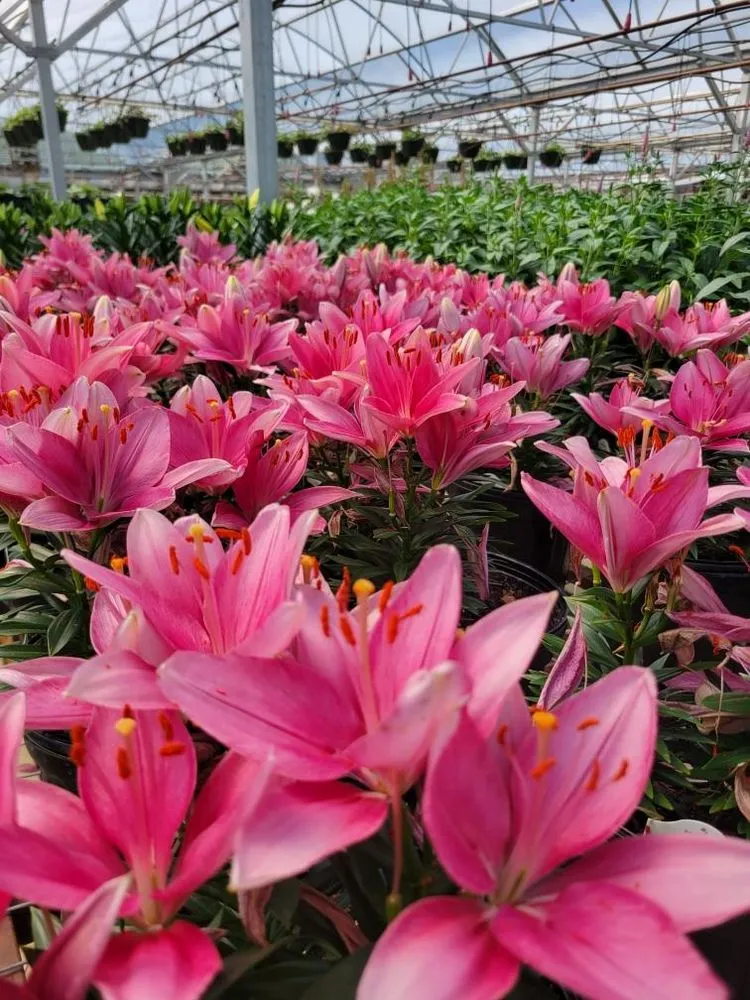 Custom landscape design with custom design across Pine Island, MN - Hope Farms