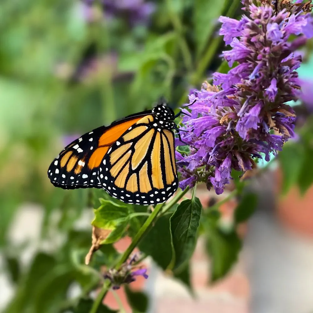 Expert residential landscaping in Los Angeles, CA by Hope Gardens