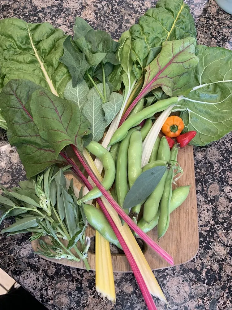 Professional residential landscaping for beautiful yards in Los Angeles, CA by Hope Gardens