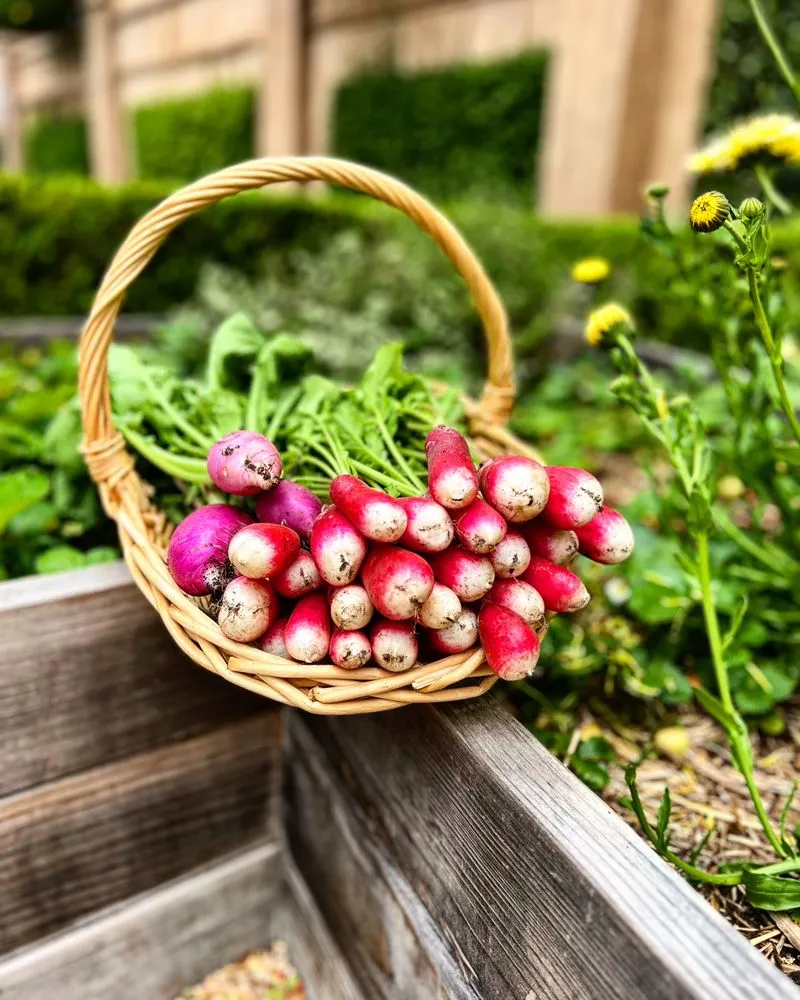 Custom landscape design in Los Angeles, CA by Hope Gardens