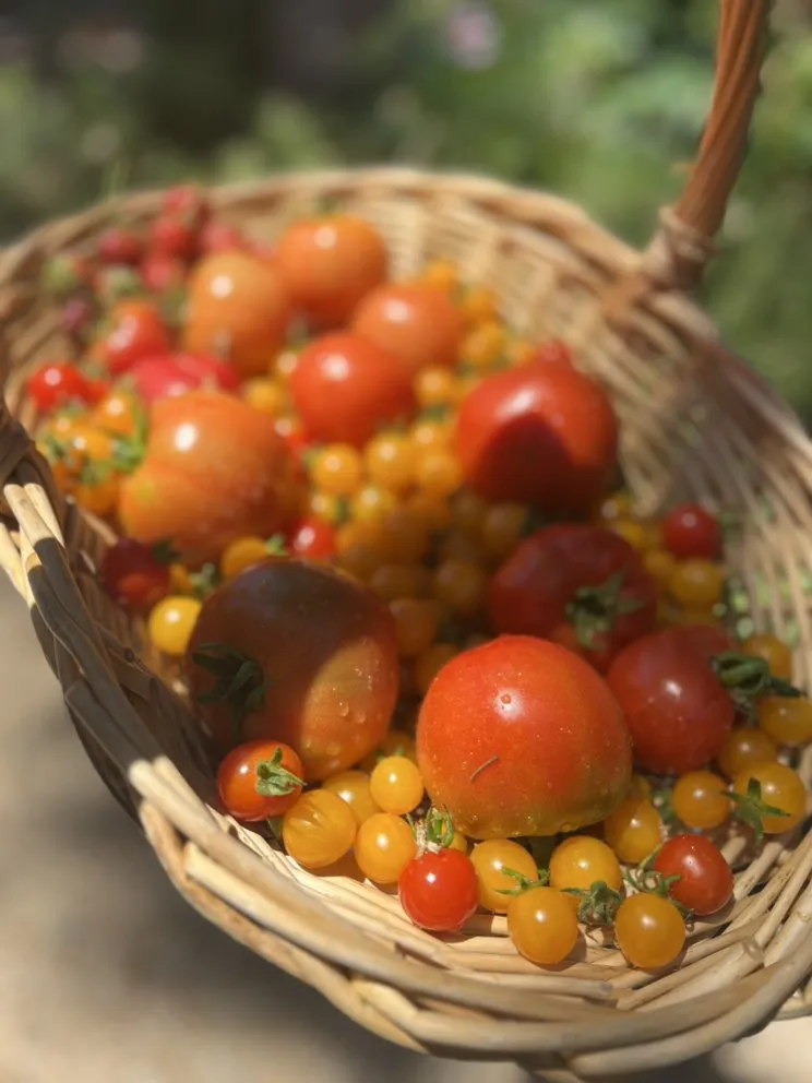 Affordable yard maintenance experts serving Los Angeles, CA - Hope Gardens