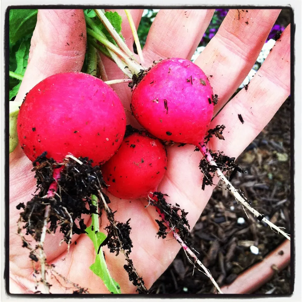 Local lawn mowing service in Los Angeles, CA by Hope Gardens