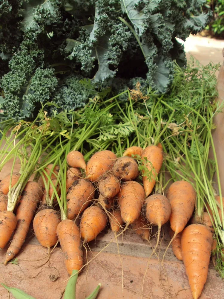 Custom lawn mowing service in Los Angeles, CA - Hope Gardens