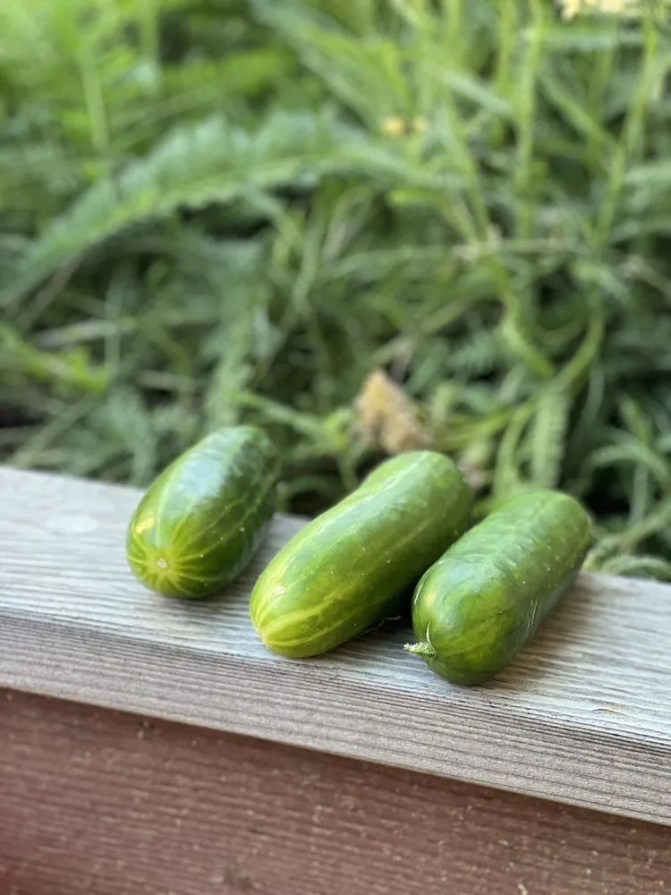 Top-rated landscape installation experts serving Los Angeles, CA - Hope Gardens