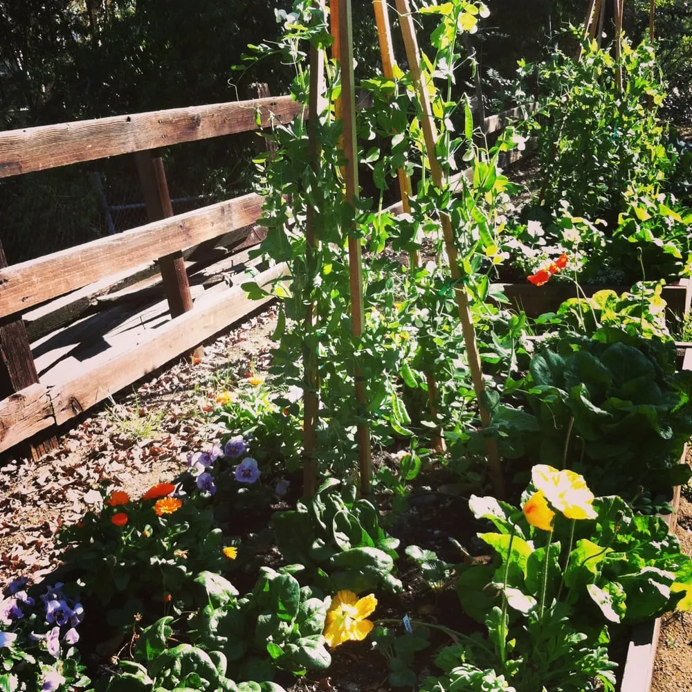 Reliable yard cleanup service in Los Angeles, CA - Hope Gardens